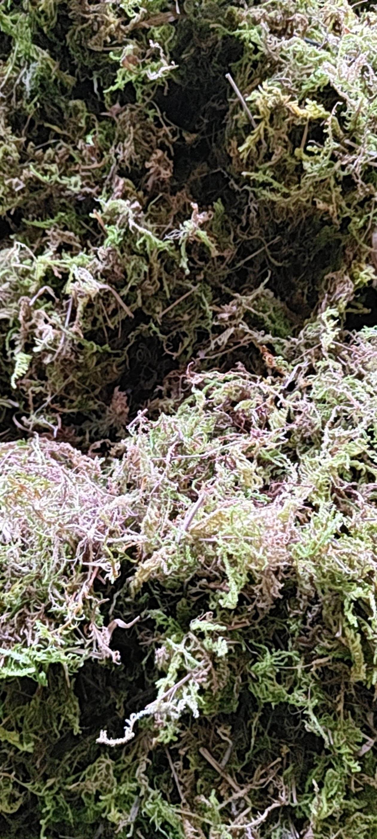 贵州优质水苔，大灰苔藓