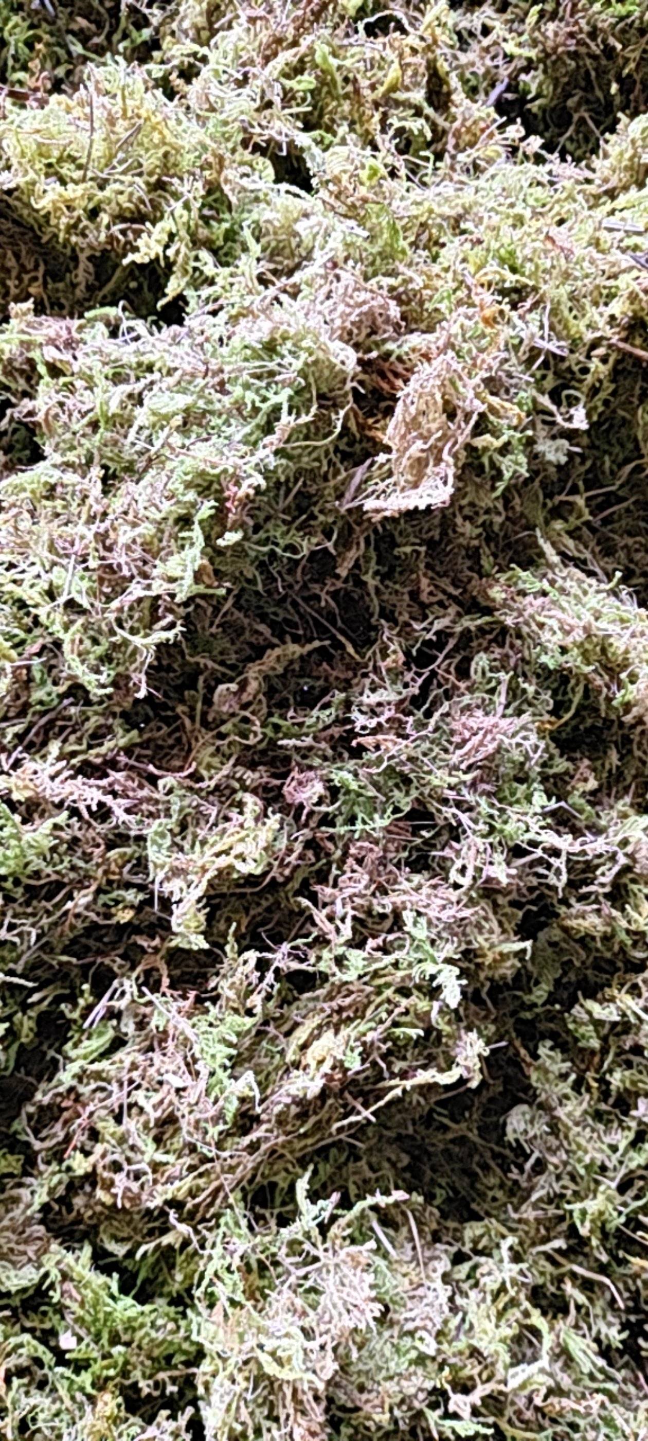 贵州优质水苔，大灰苔藓