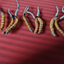 虫草
