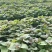 河北廊坊固安县红薯苗大量上市龙薯烟薯25西瓜红诚信