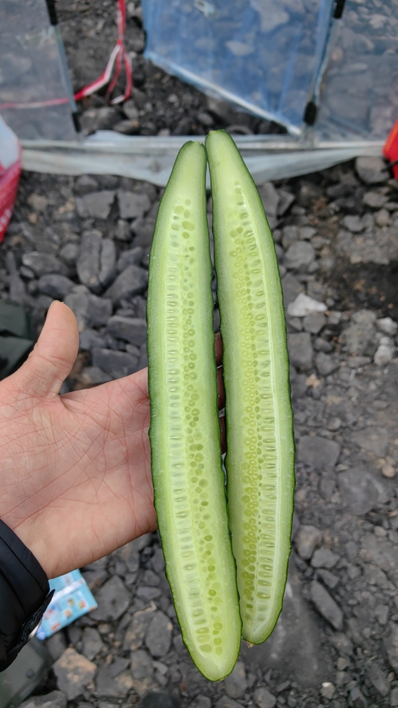 密刺黄瓜