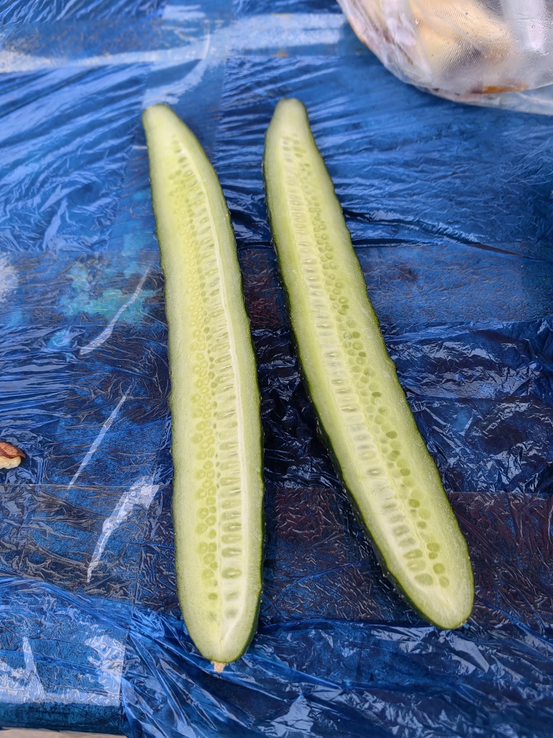 密刺黄瓜