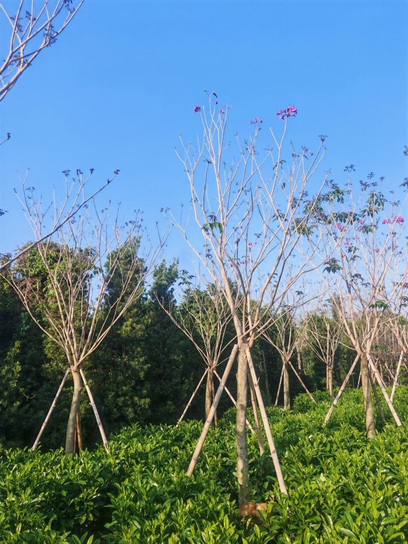 8-9-10分紫花（绣球风铃木）大量出售