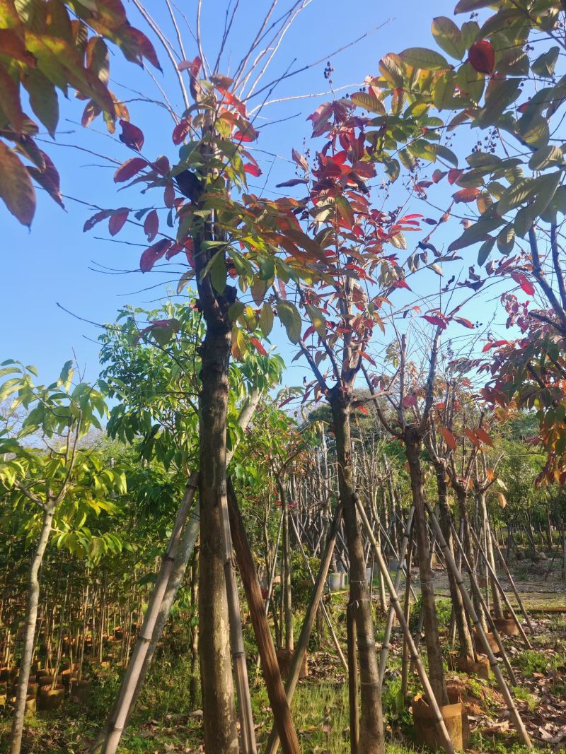 大叶紫薇骨架苗8-9-10分大量出售