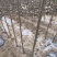 速生杨树苗107