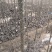 速生杨树苗107