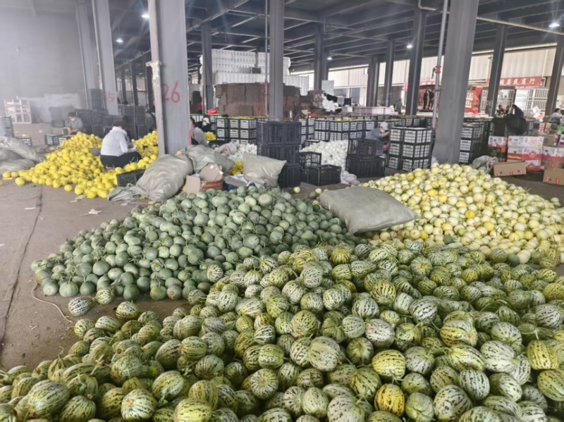 内黄花美人甜瓜温棚精品现摘产地直供代办发货