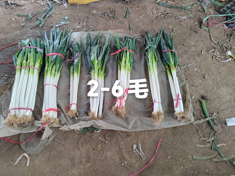 葱江苏大葱源头价格便宜铁杆大葱钢葱