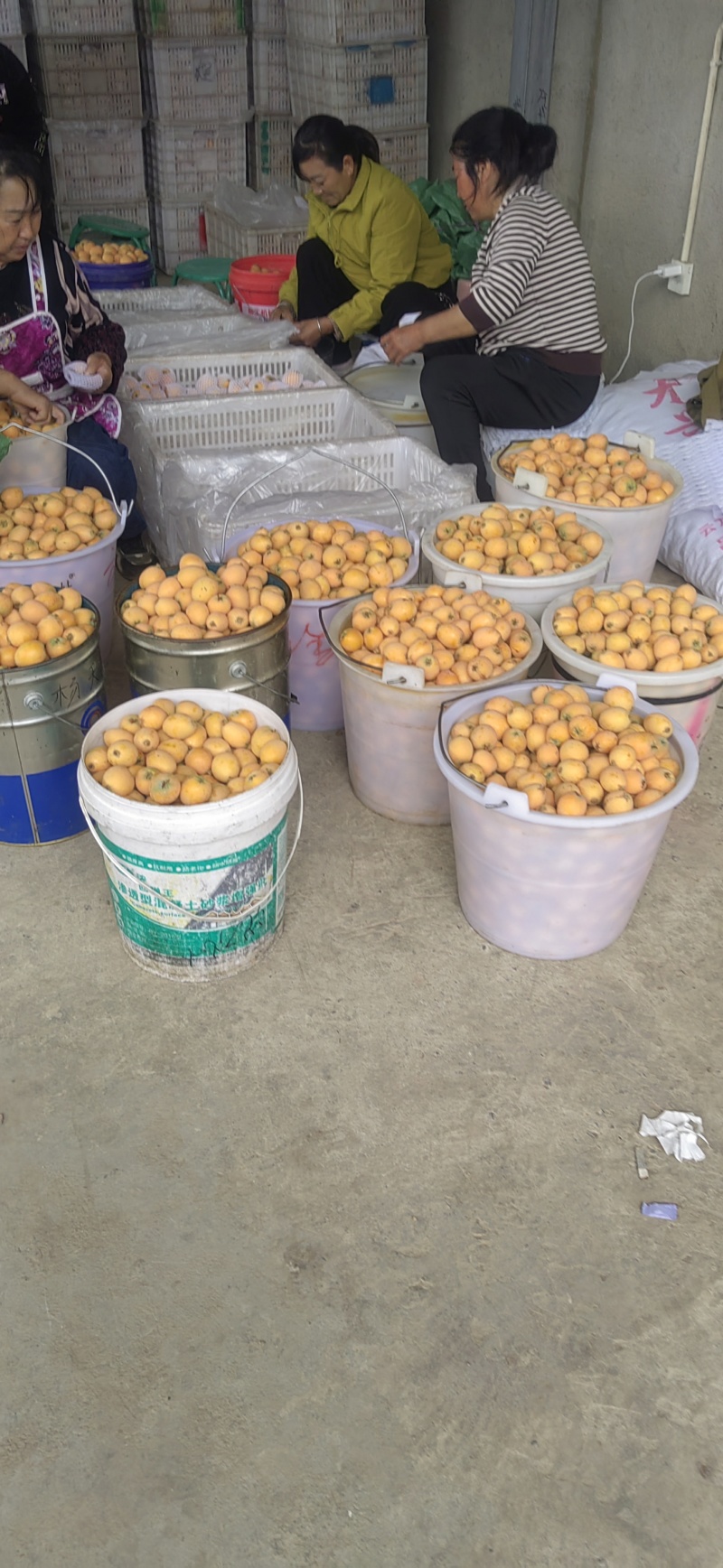 我地斤万亩枇杷正式上市了，马上进入高峰期，日采摘量近百吨