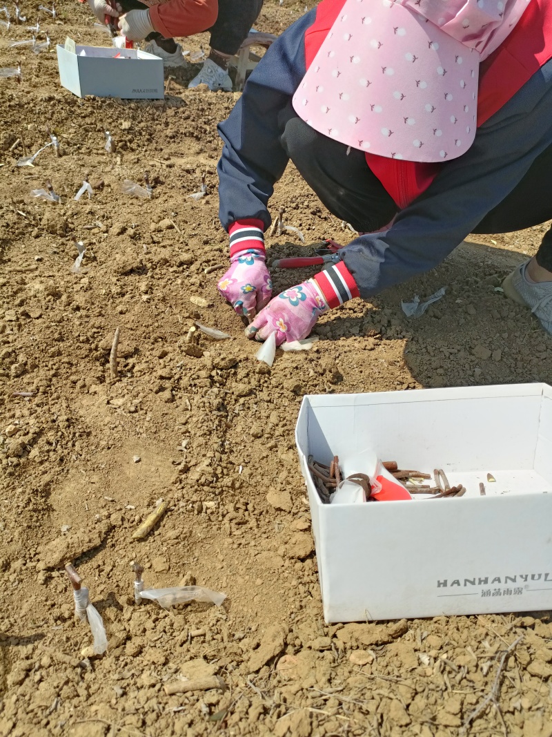 山东建岳蟠枣接穗条，封腊油蟠枣接穗哪里有