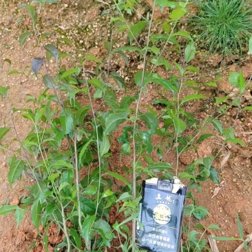 岗梅杯苗种植成活率高基地批发保质保量大量供应