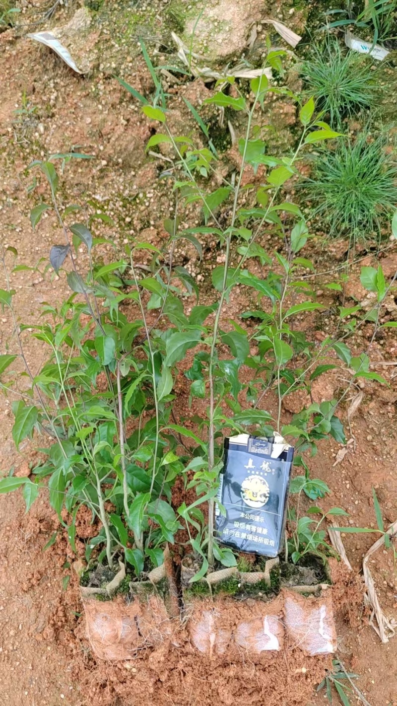 岗梅杯苗种植成活率高基地批发保质保量大量供应