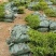 岗梅杯苗种植成活率高基地批发保质保量大量供应