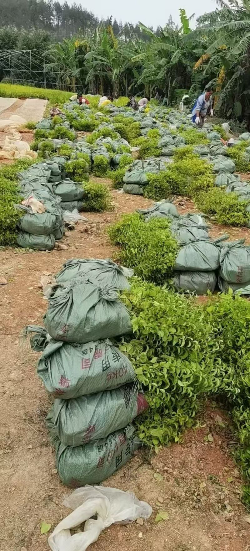岗梅杯苗种植成活率高基地批发保质保量大量供应