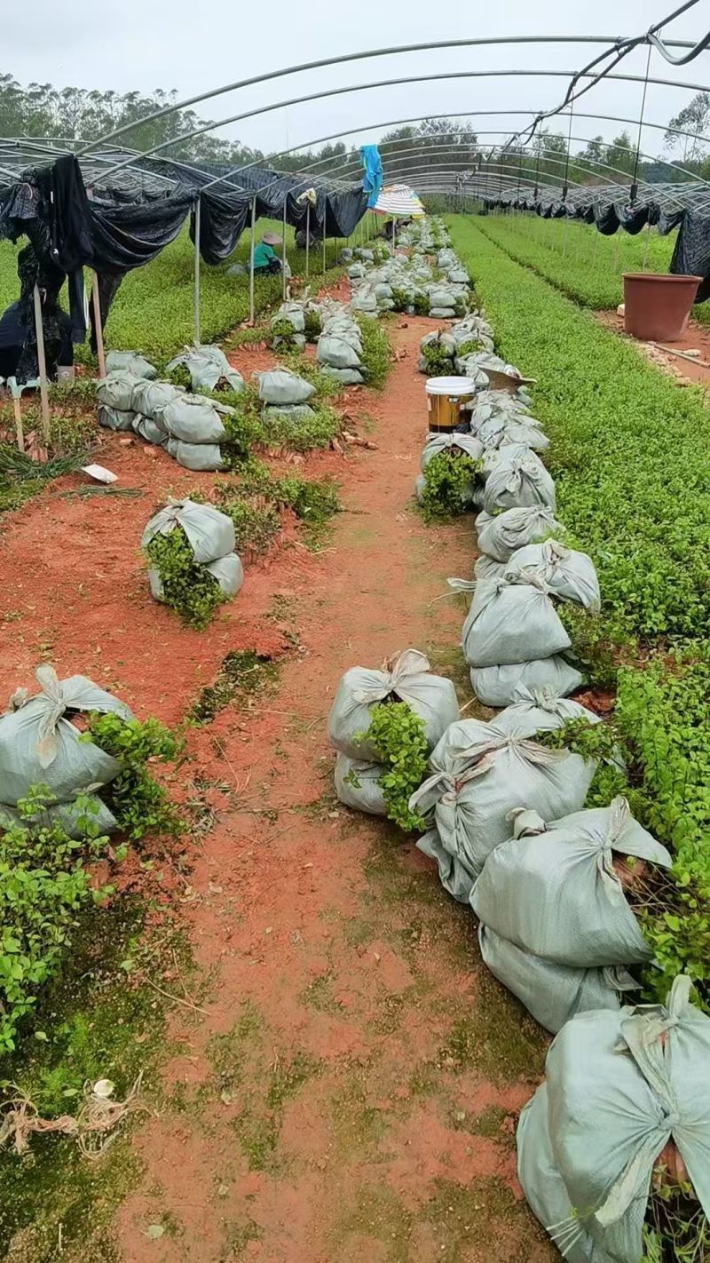 岗梅杯苗种植成活率高基地批发保质保量大量供应