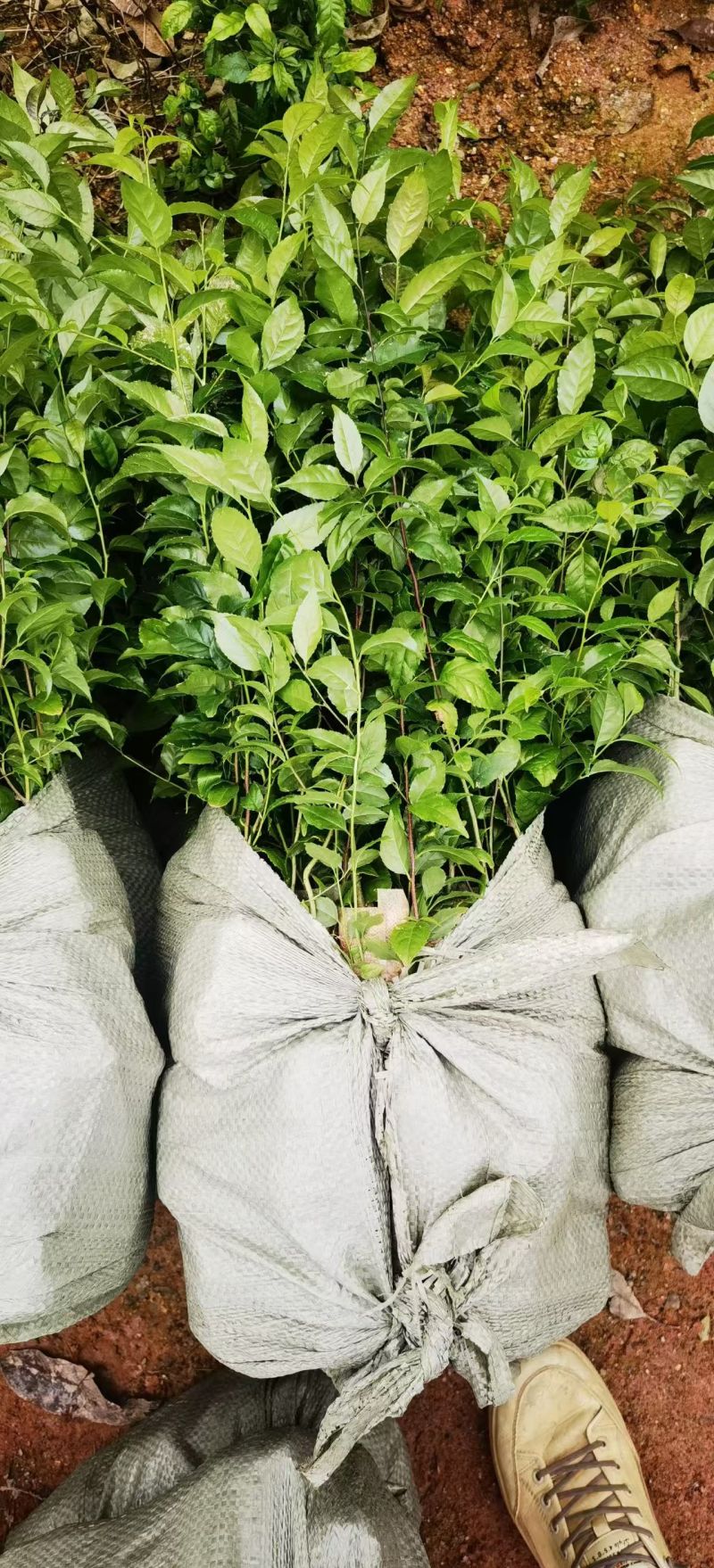 岗梅杯苗种植成活率高基地批发保质保量大量供应
