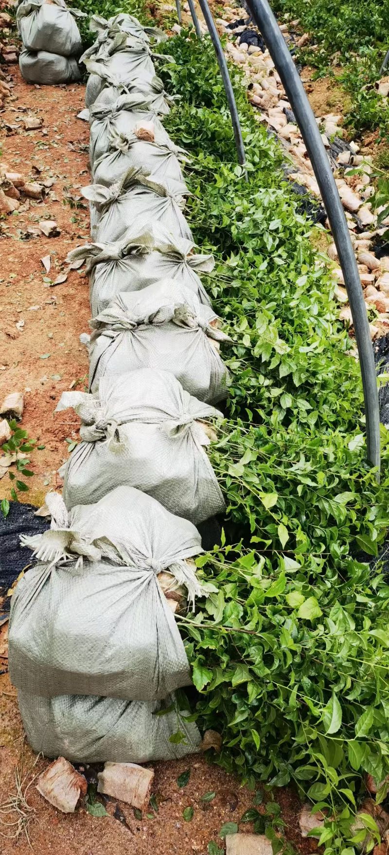 岗梅杯苗种植成活率高基地批发保质保量大量供应