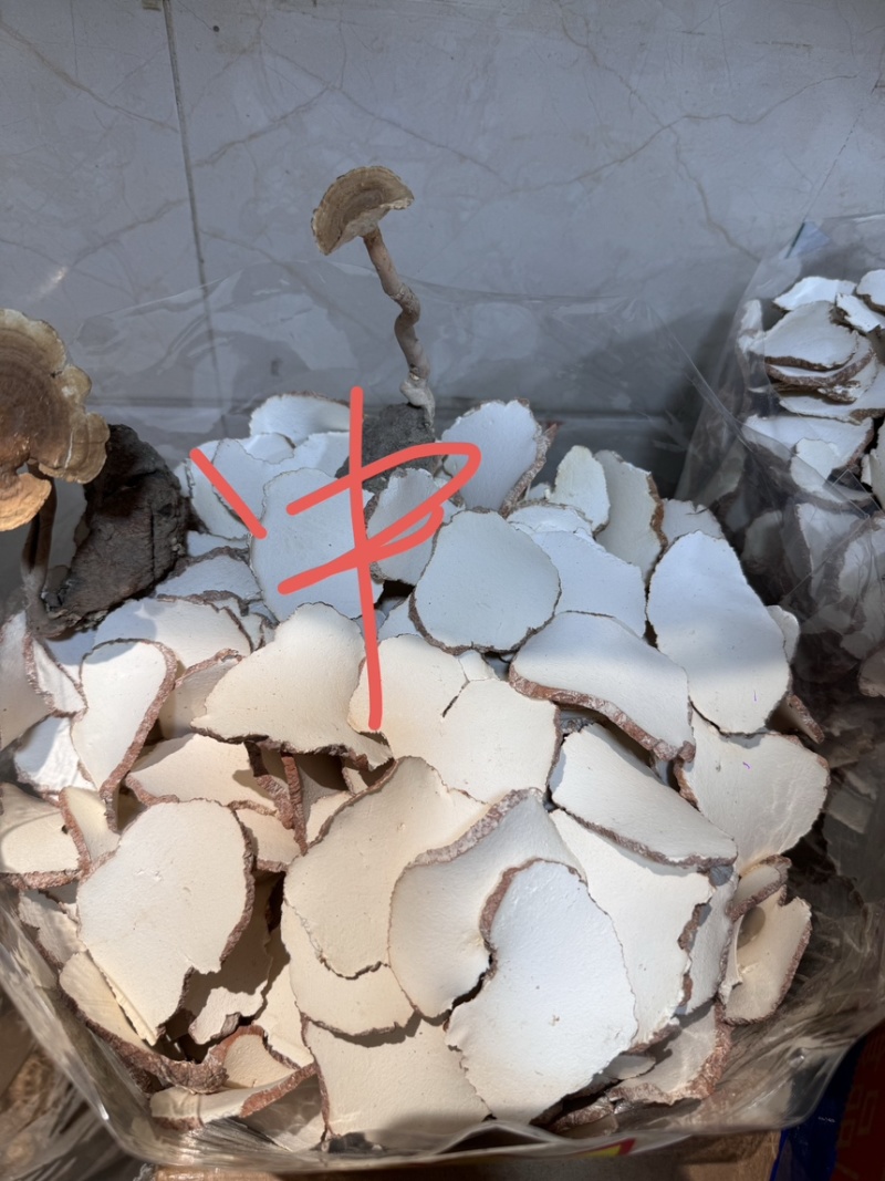 虎乳菌一手货源，产地直达，品质保证