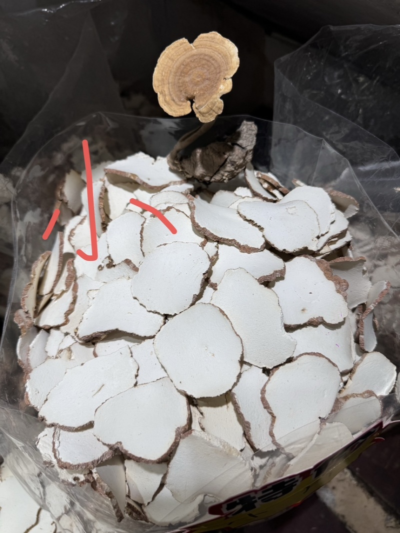 虎乳菌一手货源，产地直达，品质保证