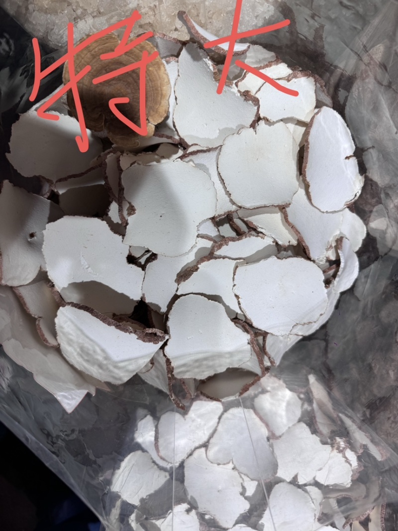 虎乳菌一手货源，产地直达，品质保证