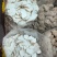 虎乳菌一手货源，产地直达，品质保证