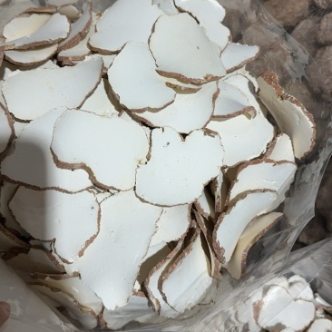 虎乳菌一手货源，产地直达，品质保证