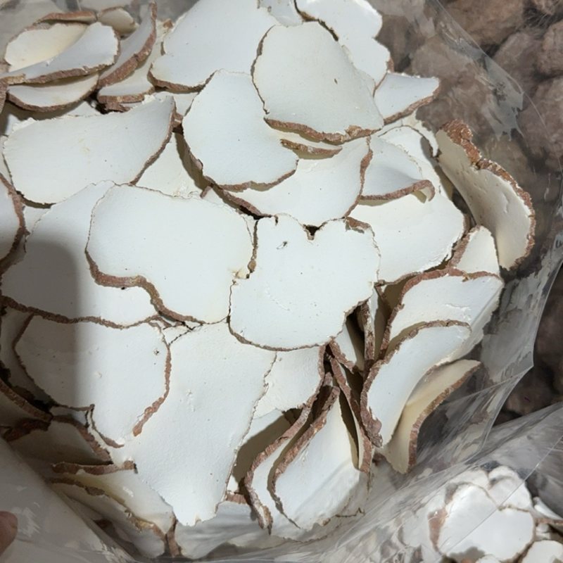 虎乳菌一手货源，产地直达，品质保证