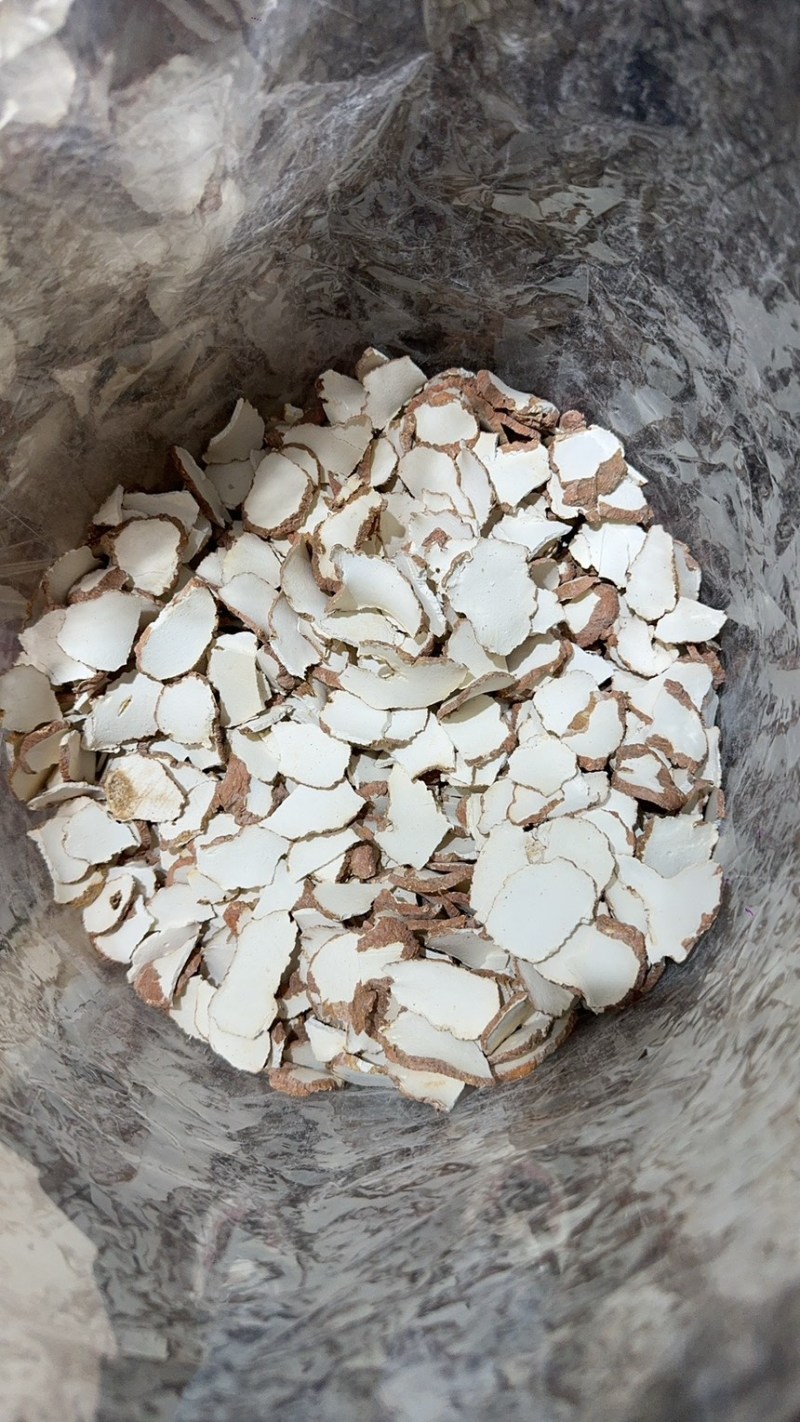 虎乳菌一手货源，产地直达，品质保证