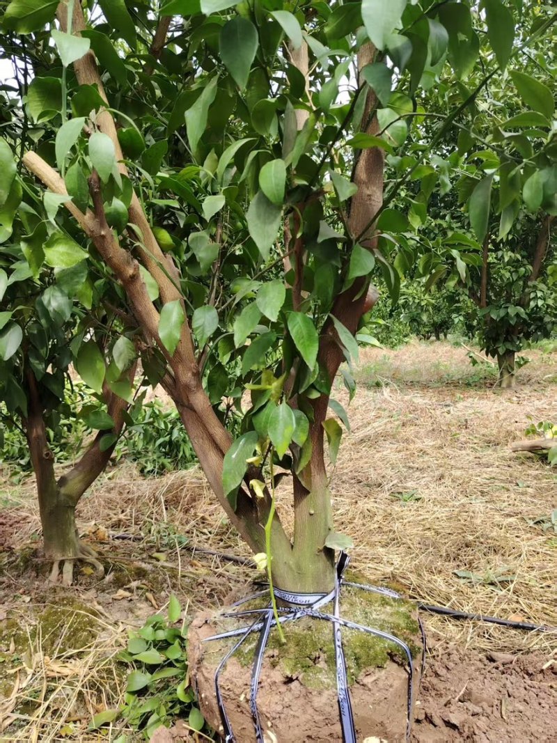 耙耙柑树桩头，8-12公分