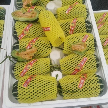 莘县博洋甜瓜瓜形好卖相好各种熟度按需分拣各种包装有场地工人