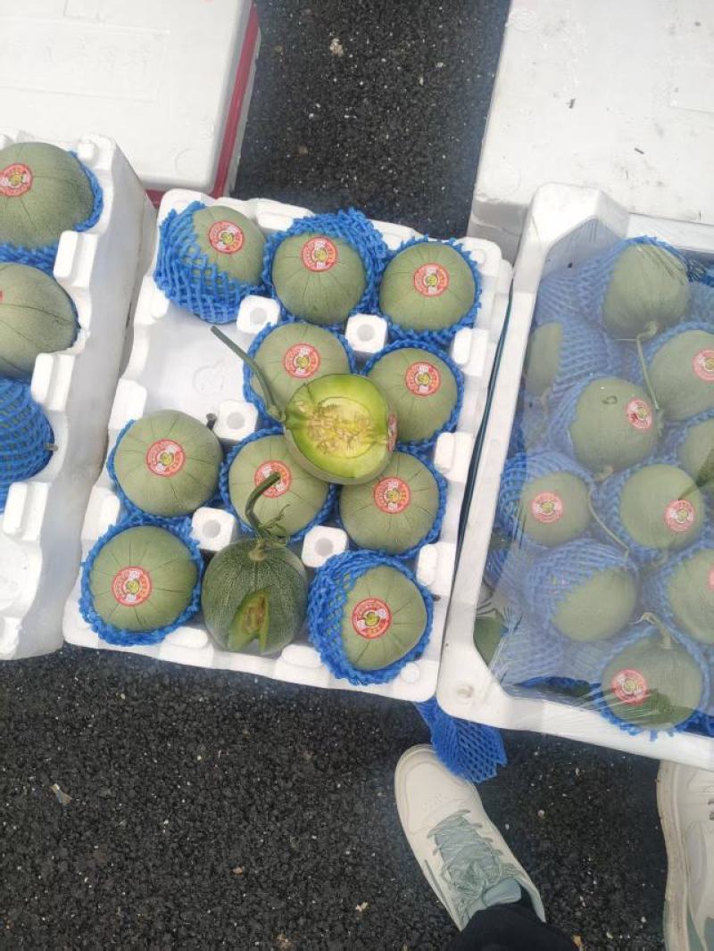 莘县博洋甜瓜瓜形好卖相好各种熟度按需分拣各种包装有场地工人