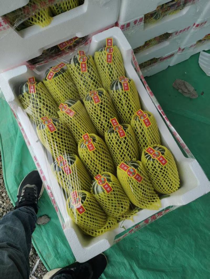 莘县博洋甜瓜瓜形好卖相好各种熟度按需分拣各种包装有场地工人