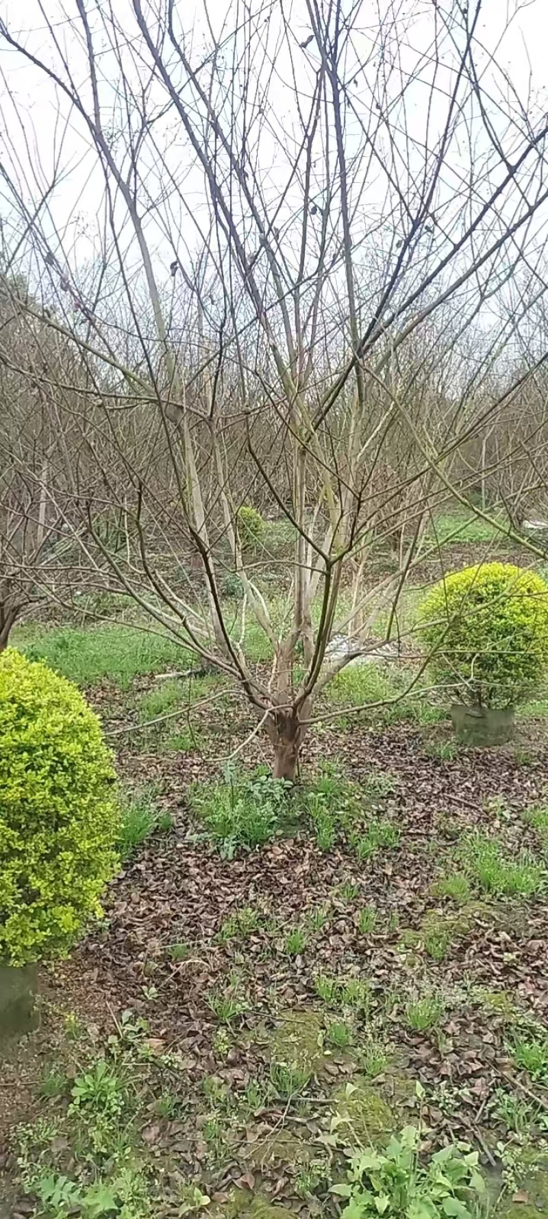 低分枝紫薇树，地径5-12厘米，各种规格。