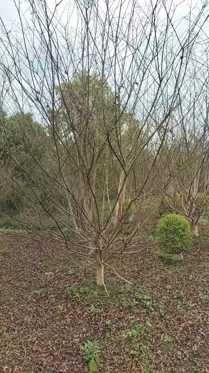 低分枝紫薇树，地径5-12厘米，各种规格。