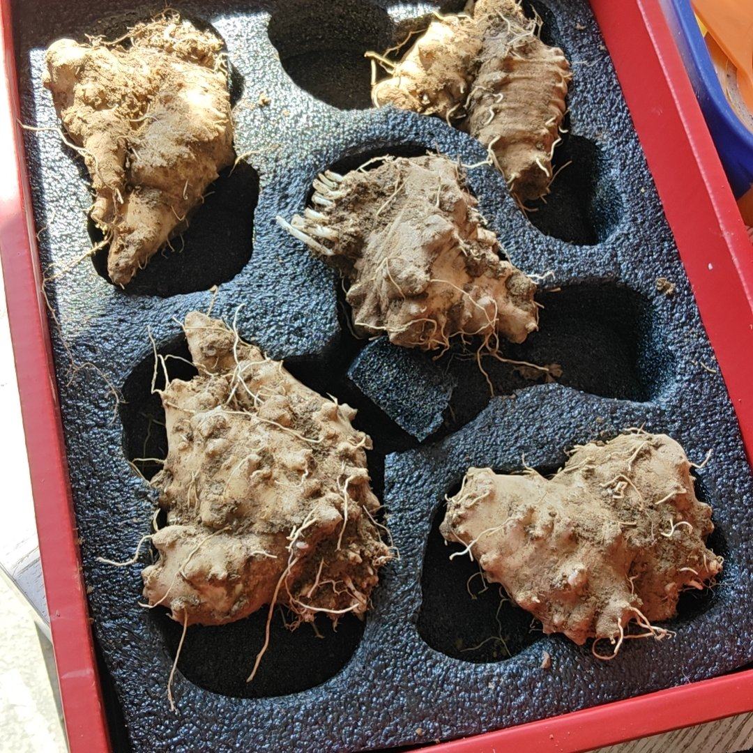 山海螺