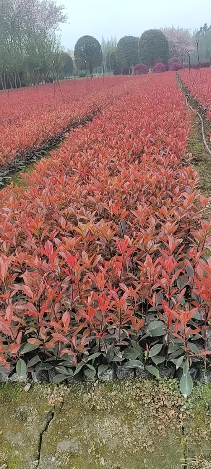 精品红叶石楠容器苗，高度30-50厘米，大小杯各种规格