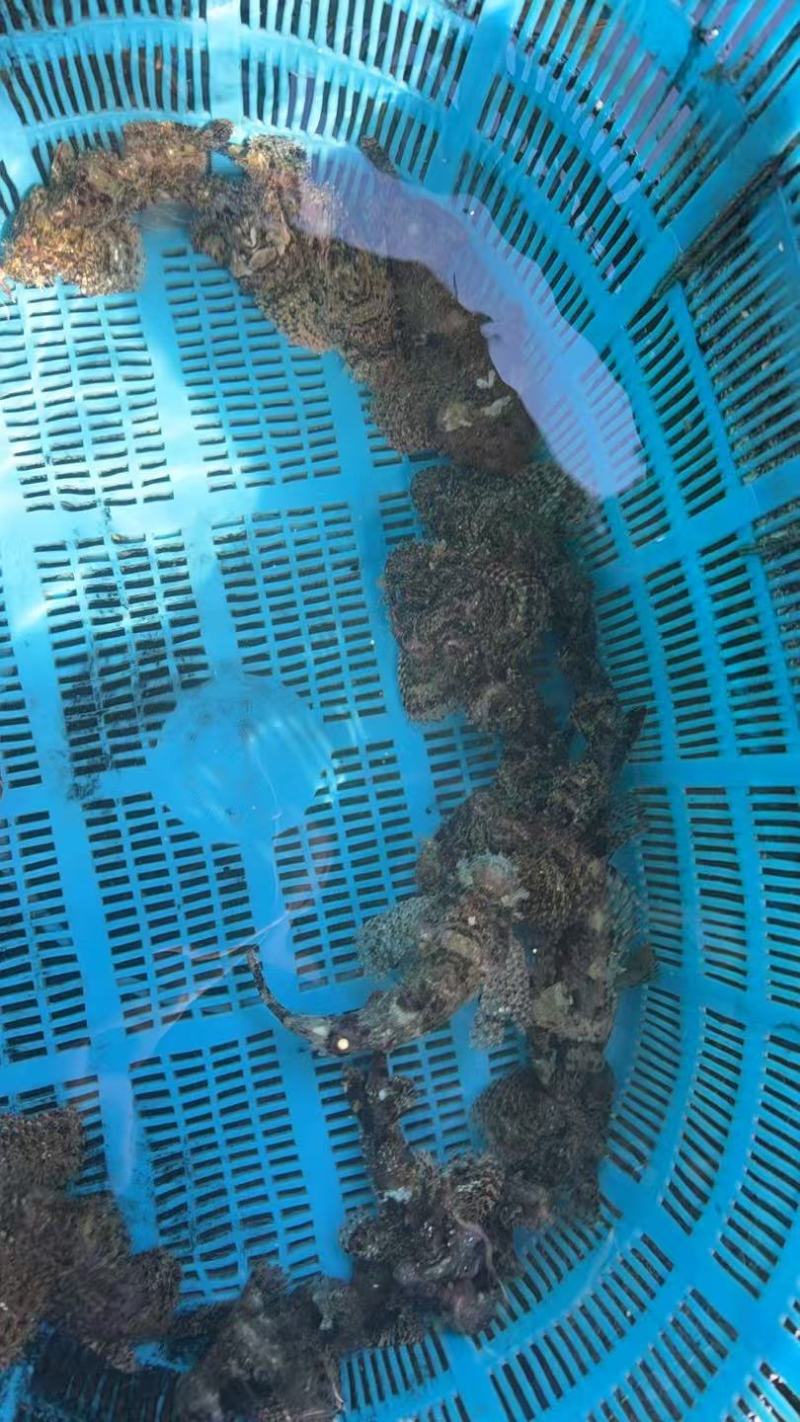 石虫鱼