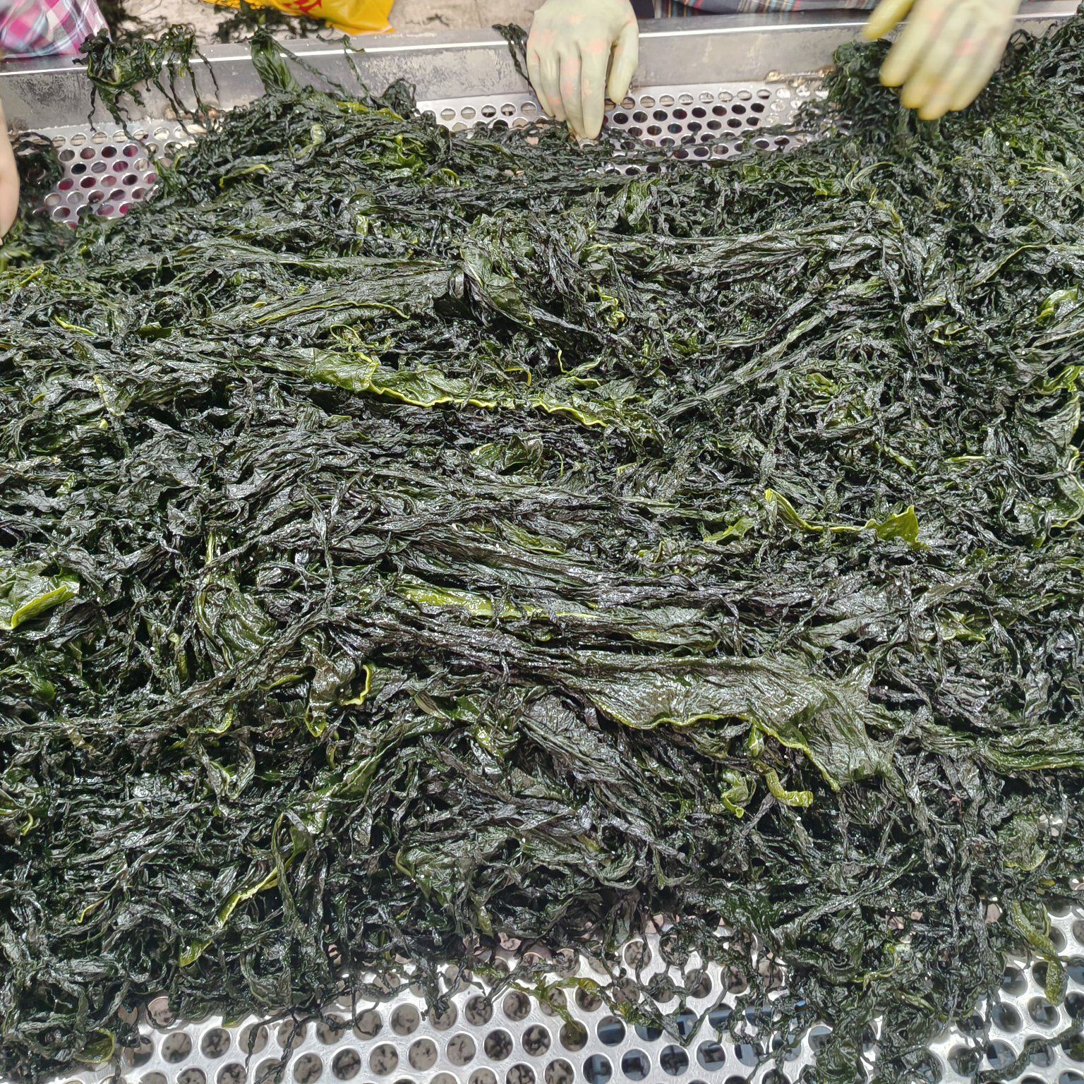 裙带菜食用人工养殖