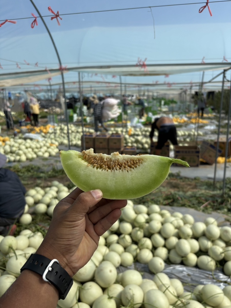 海南白玉菇蜜瓜