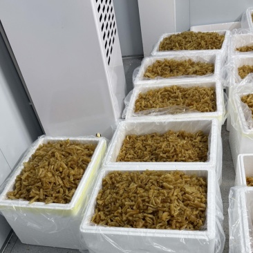 凤尾胶规格齐全厂家直销资质齐全可定做