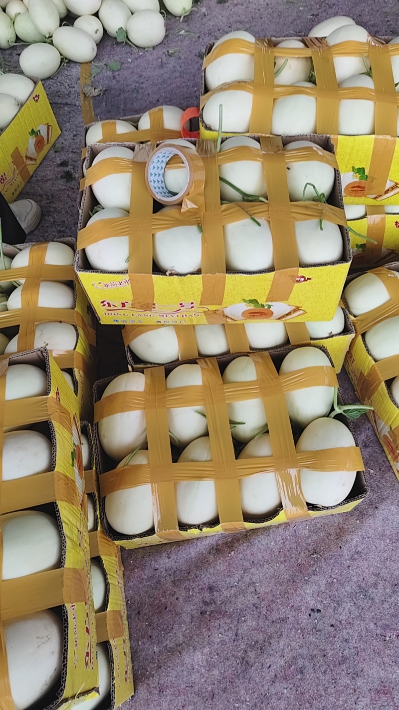 东方蜜甜瓜大量供应需要的客商联系我口感脆甜多汁