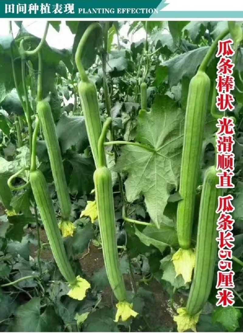 春秋915丝瓜种子新品种荷兰引进提纯品种鲜嫩可口