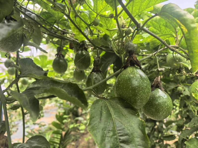 海南百香果大果70g大量供应货源充足，对接全国客户