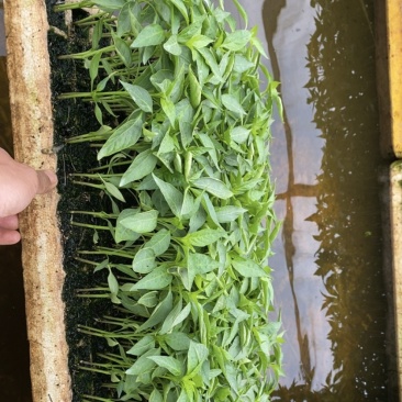 朝天椒辣椒苗植物检疫合格免费技术指导现货现发
