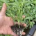朝天椒辣椒苗植物检疫合格免费技术指导现货现发
