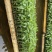 朝天椒辣椒苗植物检疫合格免费技术指导现货现发