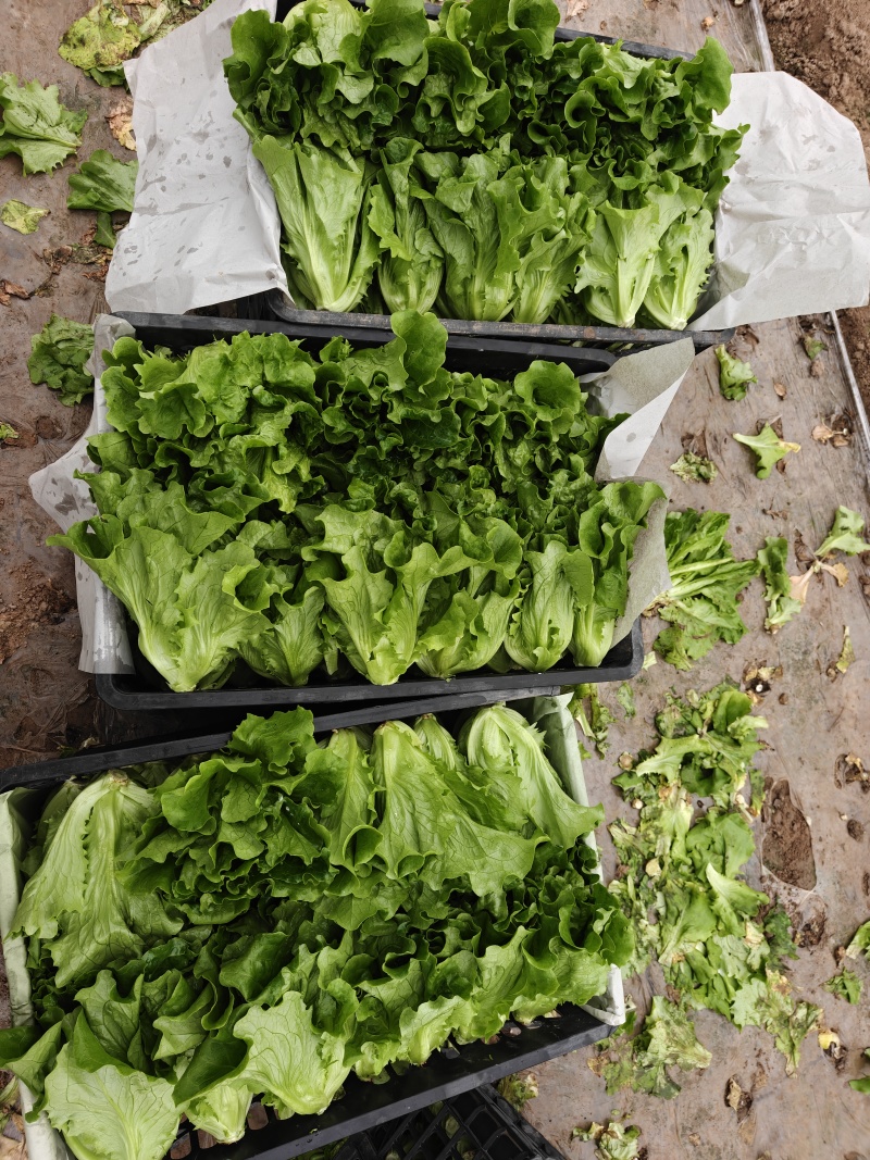 实力发货意大利生菜品质保证价格优惠产地直发诚信经营