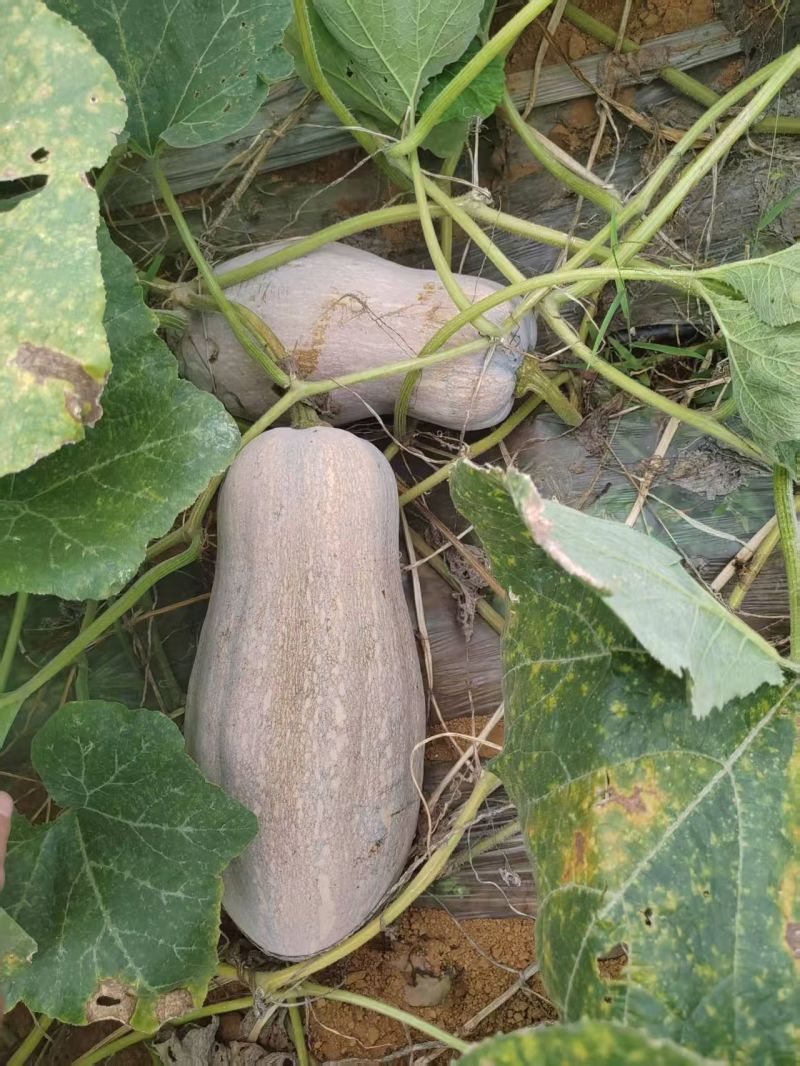 南瓜种子正源1号蜜本南瓜大果型高产又甜又面好品质