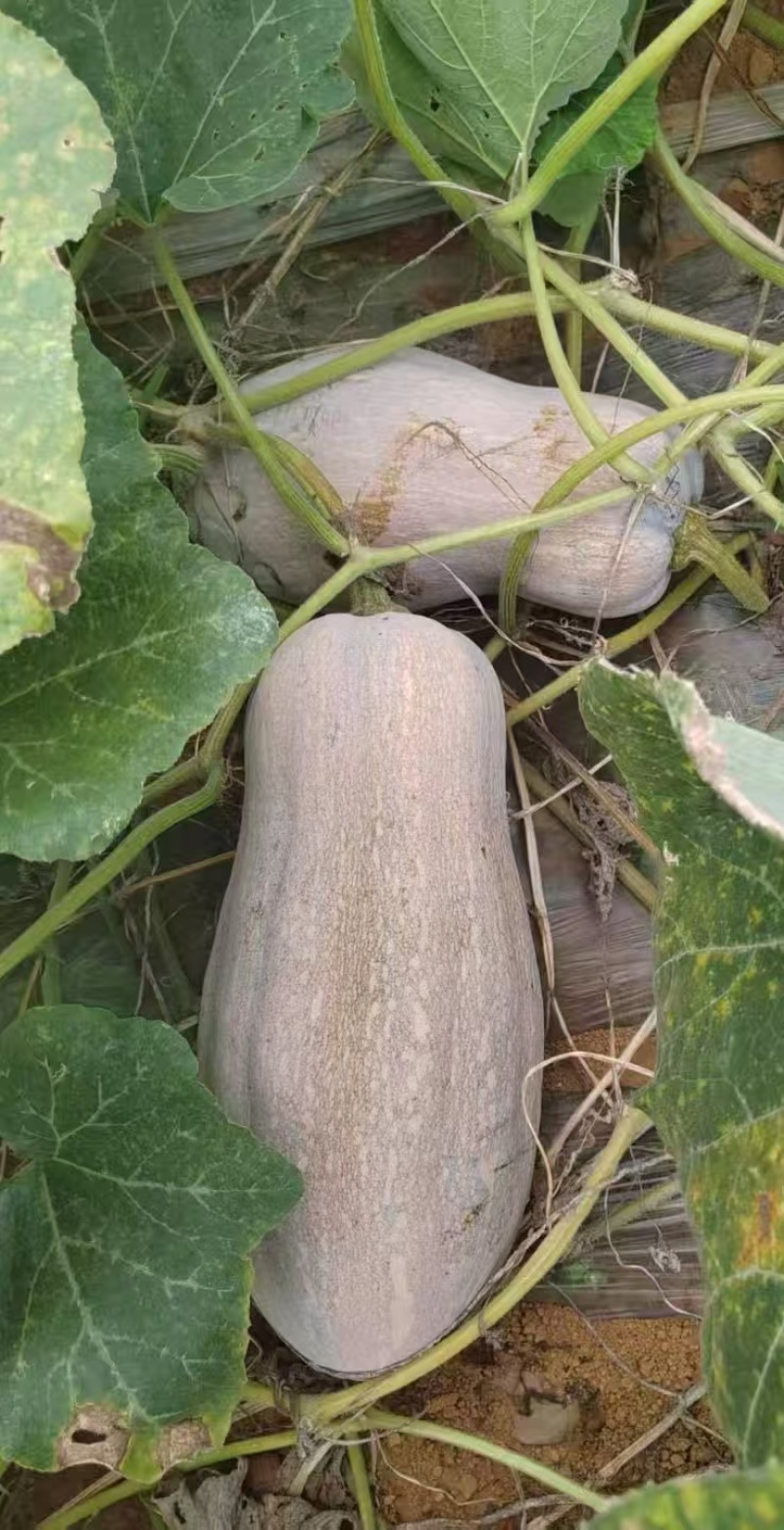 南瓜种子正源1号蜜本南瓜大果型高产又甜又面好品质