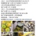 新会陈皮样品款